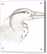 163x186 Heron Sketch Acrylic Print By Dave Knoll - Heron Sketch