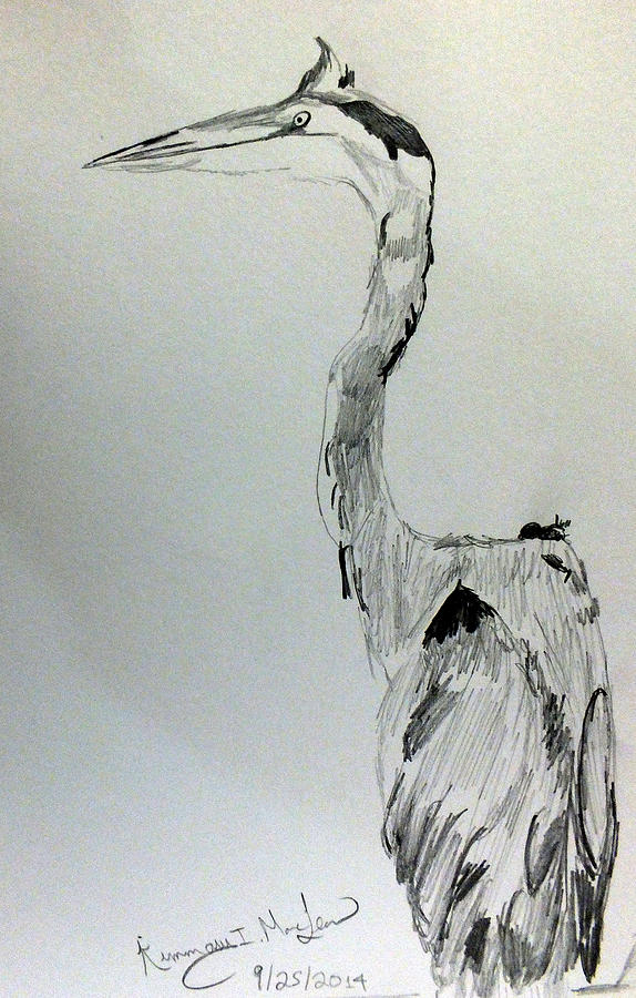 574x900 Heron Sketch Drawing By Kimmary Maclean - Heron Sketch
