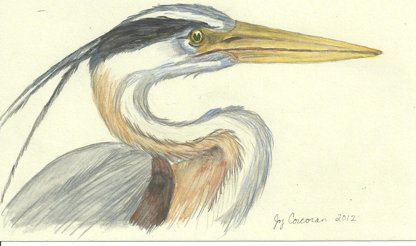 1408x832 Heron Sketch Joy Murray ~ Books ~ Life - Heron Sketch