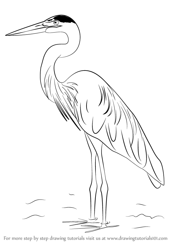 598x844 Learn How To Draw A Great Blue Heron (Birds) Step By Step - Heron Sketch