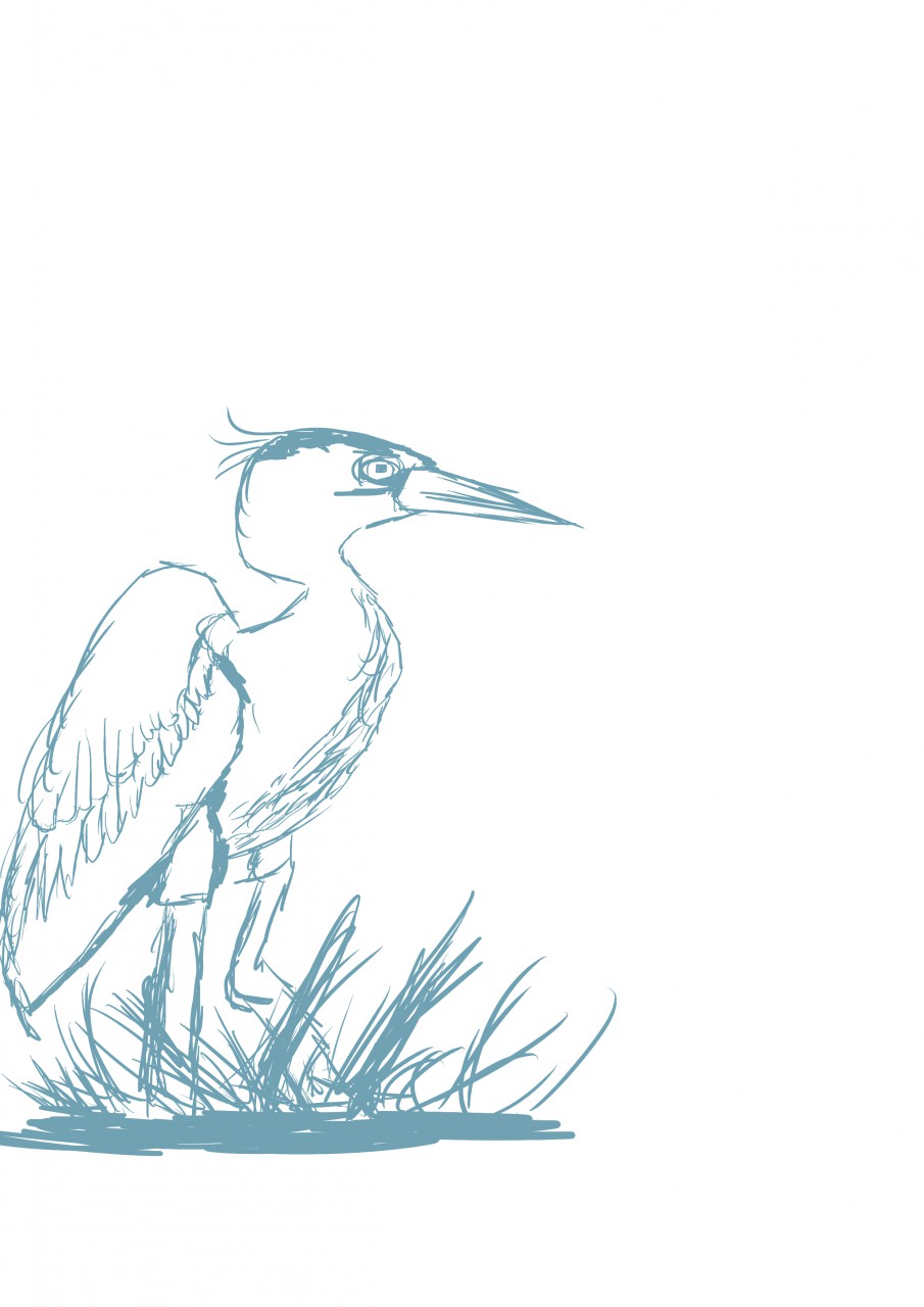 905x1280 Sketch Tests Heron By Growlybench - Heron Sketch