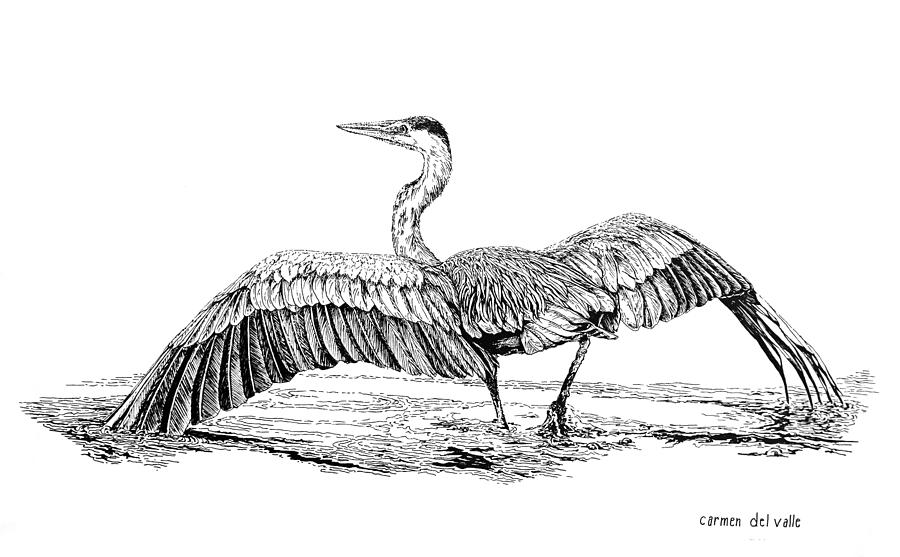 900x557 The Great Blue Heron Drawing By Carmen Del Valle - Heron Sketch