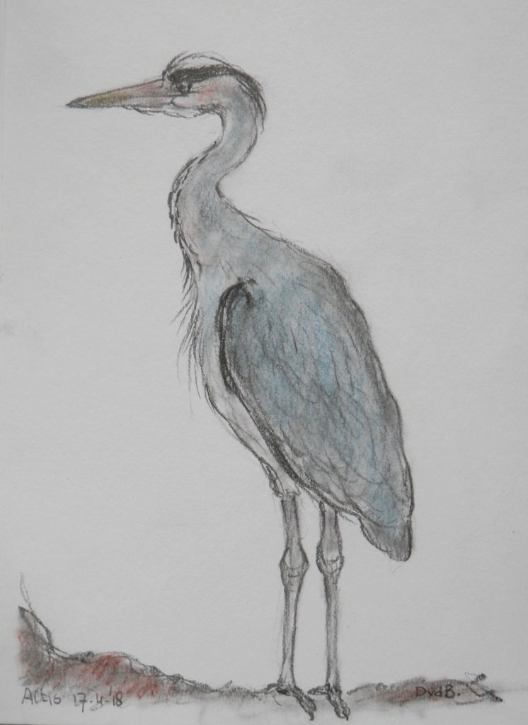 746x1024 Zoo Sketch Grey Heron Pencilpastel 19 X 14 Cm. - Heron Sketch