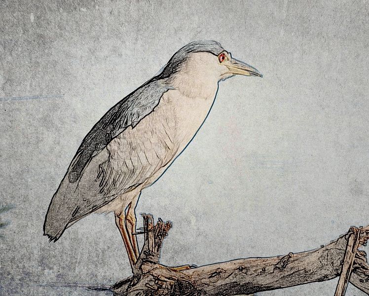 748x600 Bob Novak Photography Night Heron Sketch - Heron Sketch