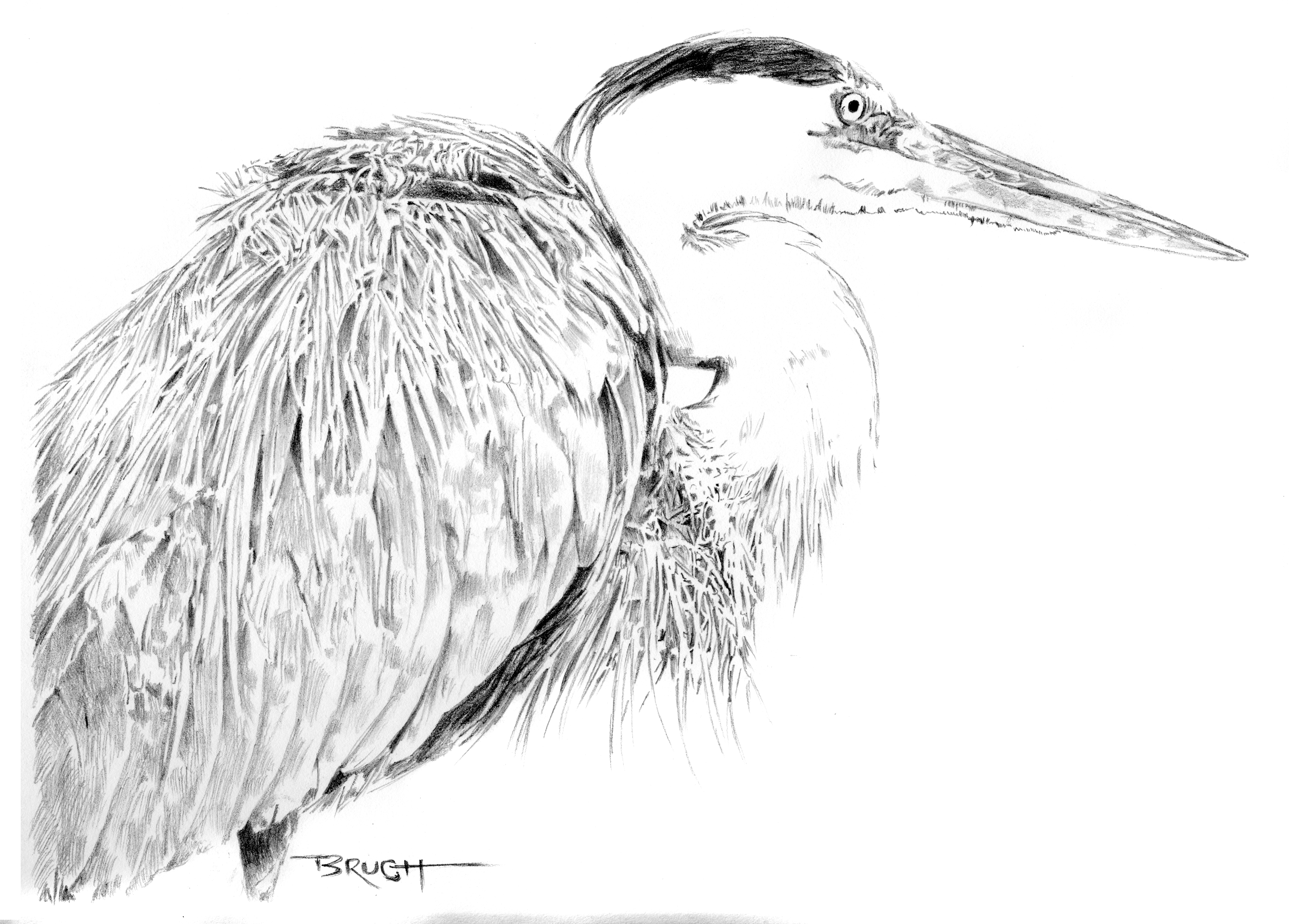 3980x2853 Day 29 A Drawing A Day Great Blue Heron The Art Of Michael Brugh - Heron Sketch
