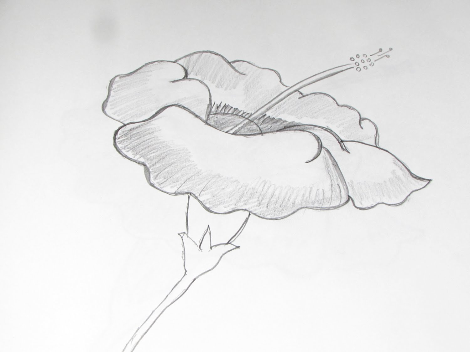1500x1125 Flower Sketch Pencil How To Draw And Sketch Hibiscus Flower Using - Hibiscus Flower Sketch
