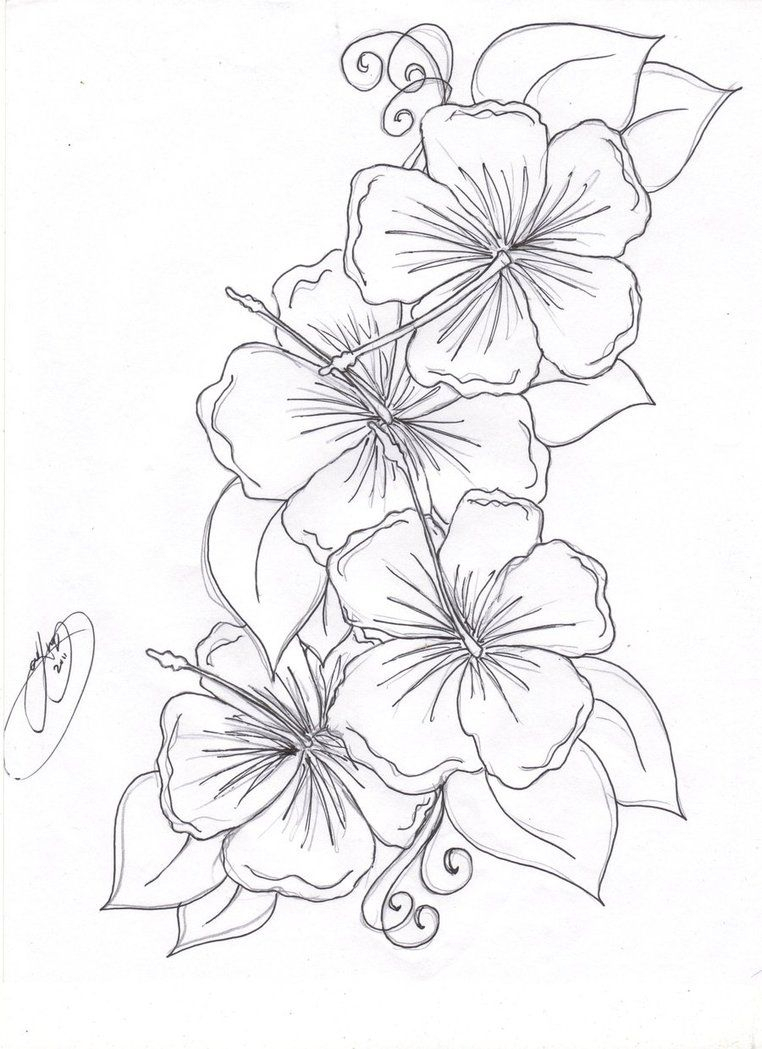 762x1049 Hawaiian Flower Sketch Hummingbird Hibiscus Tattoo Drawing The - Hibiscus Flower Sketch