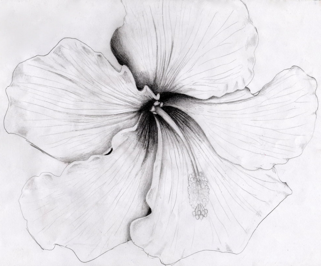 1024x847 Hibiscus Flower Pencil Drawing Hibiscus Flower Pencil Drawing - Hibiscus Flower Sketch