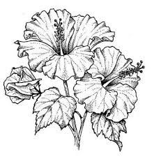 218x231 181 Best Flowers - Hibiscus Flower Sketch