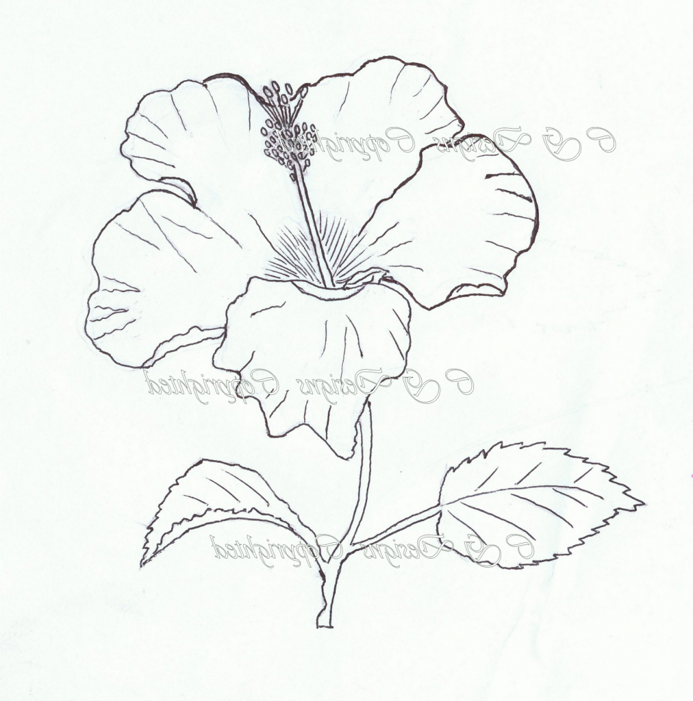 1012x1024 Hibiscus Flower Sketch Hibiscus Flowers Sketching Images Hibiscus - Hibiscus Flower Sketch