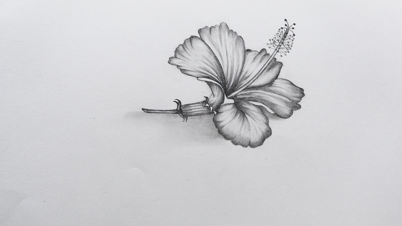 1280x720 Hibiscus Flowers Sketching Images How To Sketch Hibiscus Flower - Hibiscus Flower Sketch