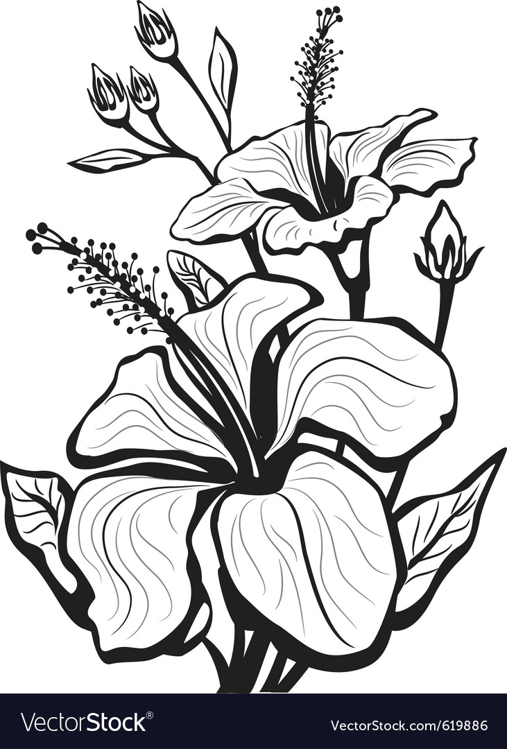 731x1080 Sketch Hibiscus Flower Sketch Of Hibiscus Flowers Royalty Free - Hibiscus Flower Sketch