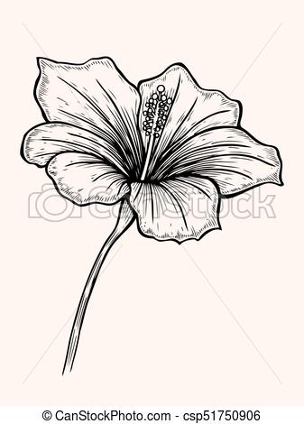 337x470 Tropical Hibiscus Flowers. Hibiscus Flower. Hand Drawn Sketch - Hibiscus Flower Sketch