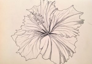 300x210 Drawing Art Of Hibiscus Hibiscus Flower Sketch Sketch Of Hibiscus - Hibiscus Flower Sketch