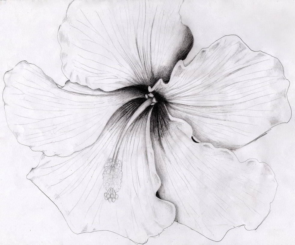 Hibiscus Pencil Sketch at PaintingValley.com | Explore collection of ...