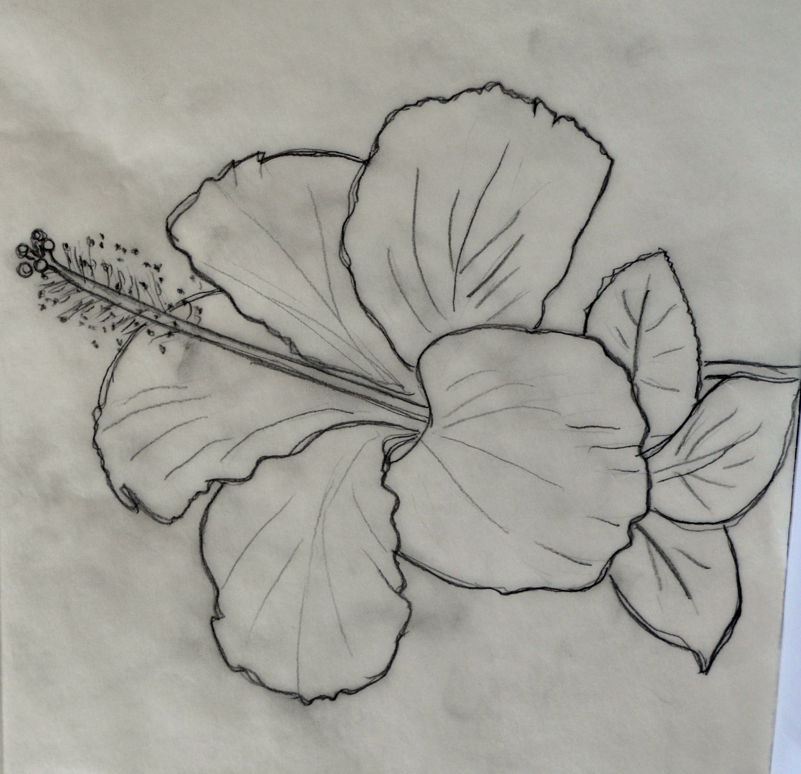 2568x2482 Hibiscus Flower Pencil Drawing Pencil Sketch Of Hibiscus Flower - Hibiscus Pencil Sketch