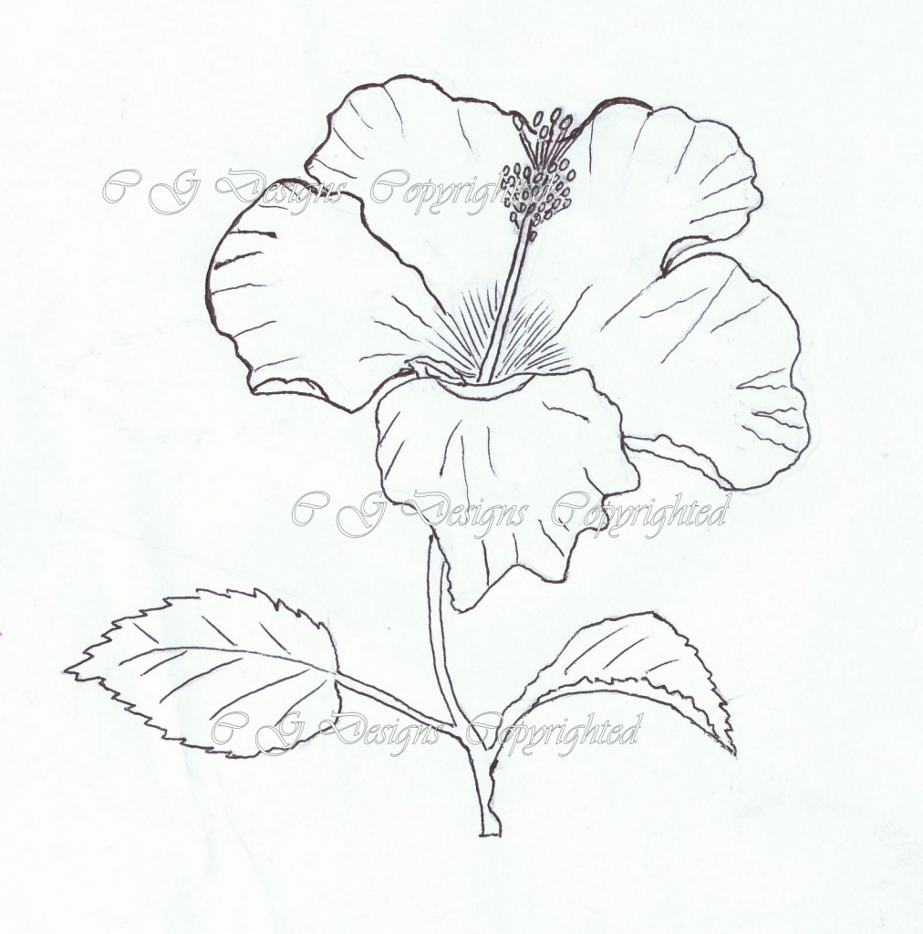 1012x1024 Hibiscus Flower Pencil Drawing Photos Pencil Sketches Of Hibiscus - Hibiscus Pencil Sketch