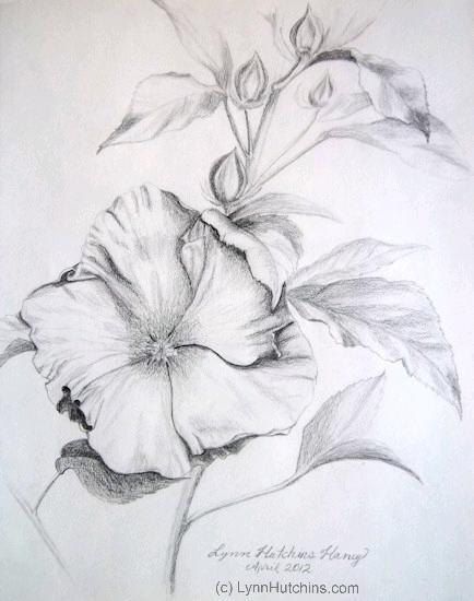 Hibiscus Pencil Sketch at PaintingValley.com | Explore collection of ...