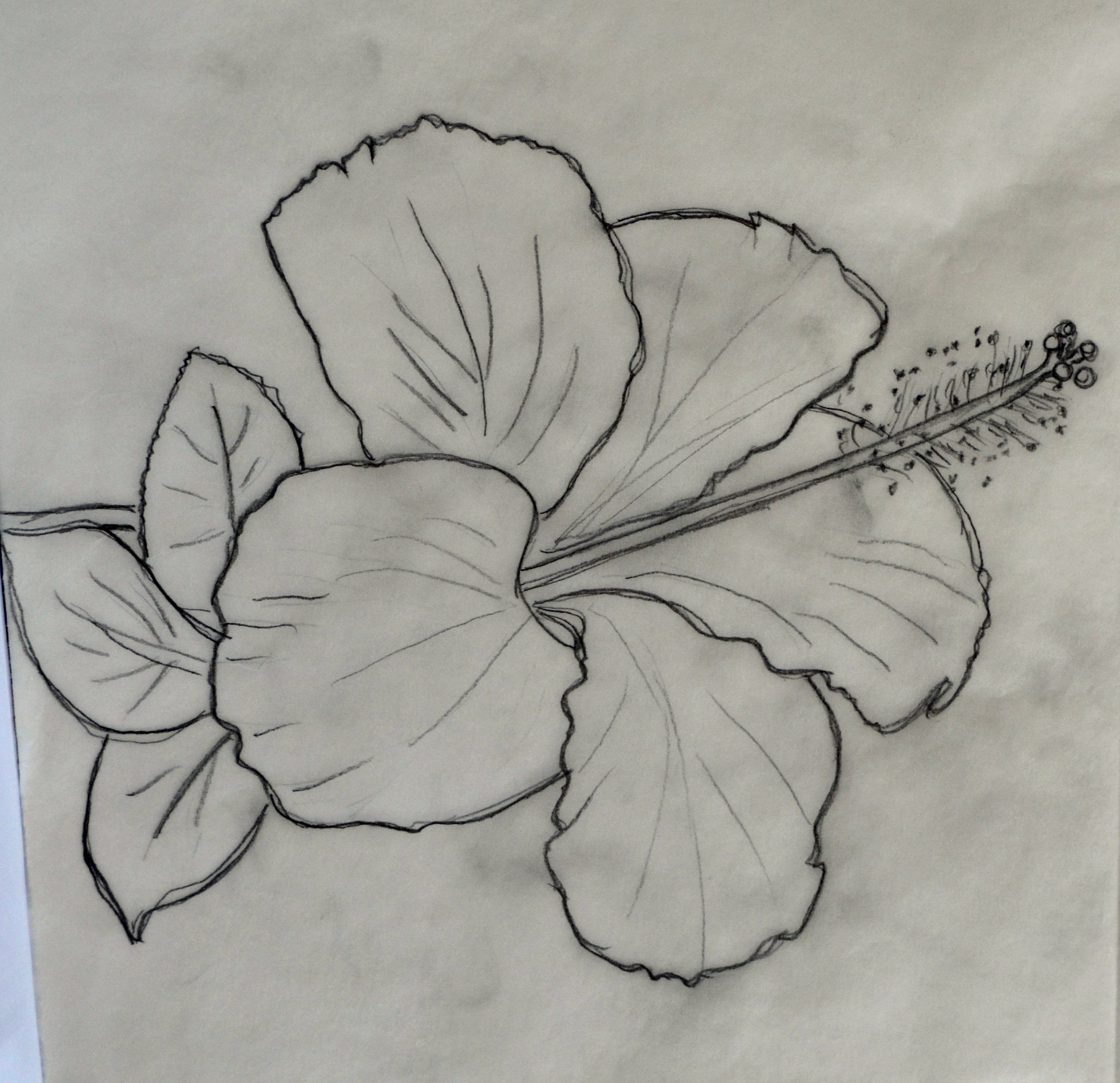 2568x2482 Hibiscus Pencil Drawing Drawn Hibiscus Pencil Pencil And In Color - Hibiscus Pencil Sketch