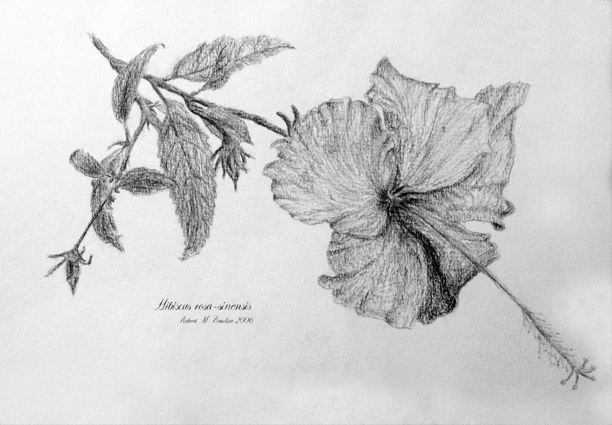 1200x834 Hibiscus Rosa Sinenis, Pencil Drawing Live In Symbiosis - Hibiscus Pencil Sketch