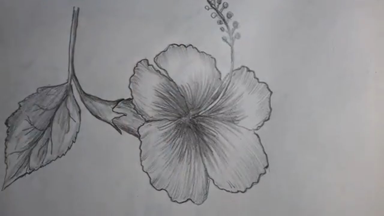 1280x720 How To Draw A Hibiscus Flower With Pencil Shading - Hibiscus Pencil Sketch
