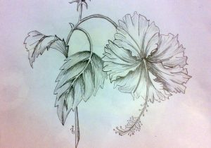 300x210 Pencil Drawing Beautiful Hibiscus Hibiscus Flower Pic With White - Hibiscus Pencil Sketch