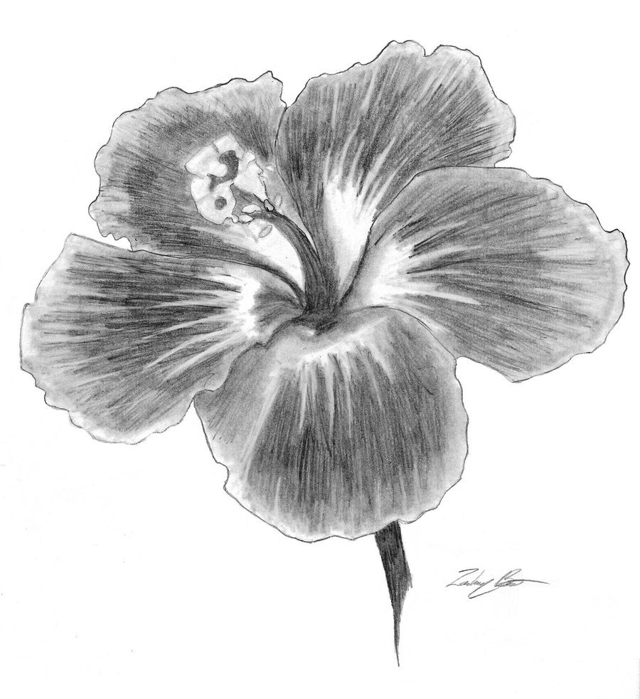 900x983 Pencil Drawings Of Hibiscus Flowers Hibiscus Flower By - Hibiscus Pencil Sketch