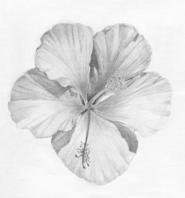 374x400 Pencil Drawings Of Hibiscus Flowers Illustrated Life Cupid - Hibiscus Pencil Sketch