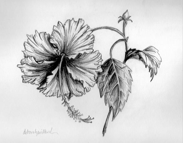 600x469 Pin By Willynillystudiodeborahwillarddesign On Fineart America - Hibiscus Pencil Sketch