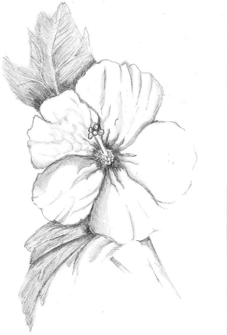 737x1085 Tropical Flower Pencil Sketches Sketch Of Hibiscus Flowers - Hibiscus Pencil Sketch