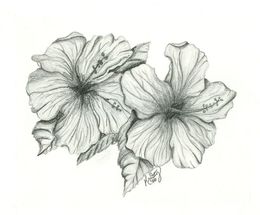 260x215 Download Pencil Sketch Of Hibiscus Flower Clipart Drawing Pencil - Hibiscus Pencil Sketch