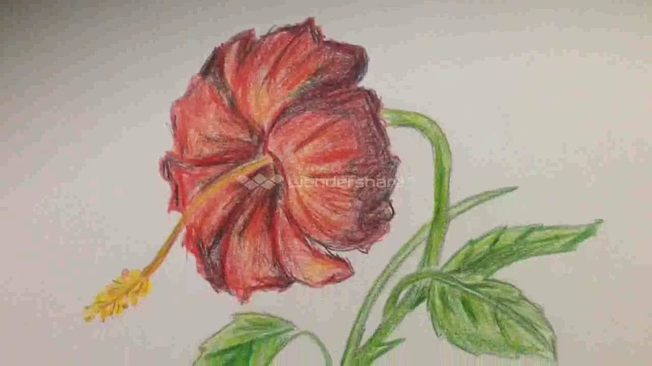 1280x720 Drawn Hibiscus Coloured Flower - Hibiscus Pencil Sketch