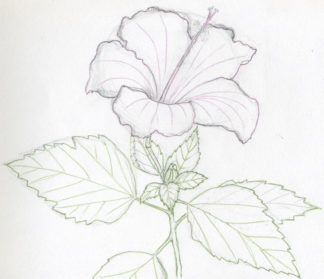324x279 Drawn Hibiscus Pencil - Hibiscus Pencil Sketch