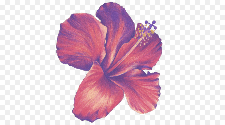 Hibiscus Pencil Sketch At Explore Collection Of