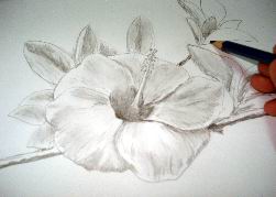 251x179 Hawaiian Flower Drawings - Hibiscus Pencil Sketch