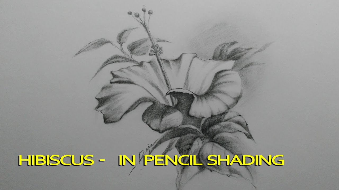 1280x720 Hibiscus - Hibiscus Pencil Sketch