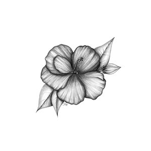 300x300 Hibiscus Drawing Drawings Fine Art America - Hibiscus Sketch