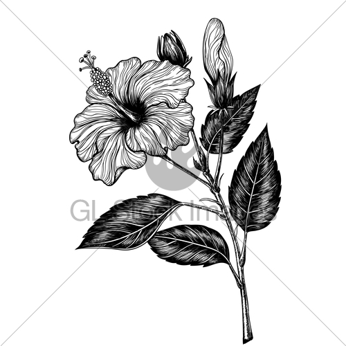 500x500 Hibiscus Flower Drawing Gl Stock Images - Hibiscus Sketch