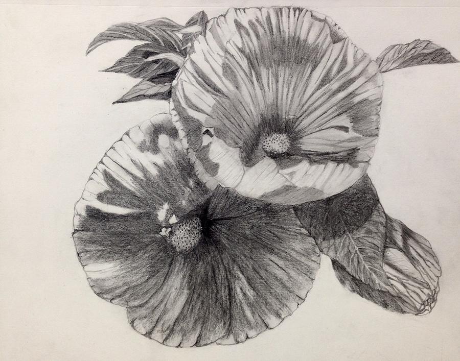 900x707 Hibiscus Sketch Drawing By Nicole Curreri - Hibiscus Sketch