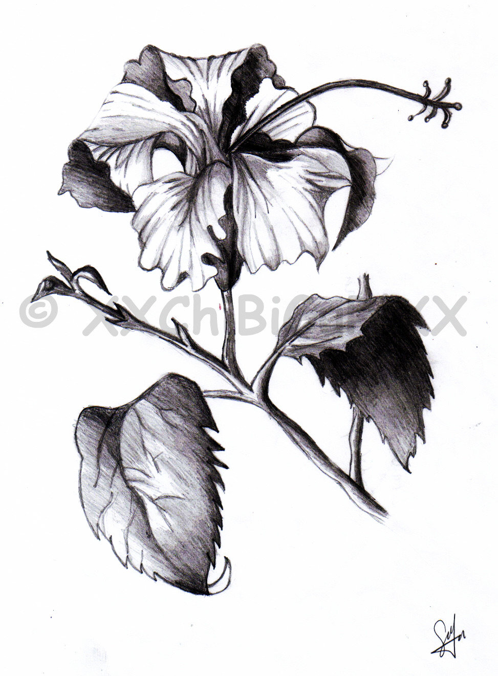 973x1321 Hibiscus Sketch By Xxchibigurlxx - Hibiscus Sketch