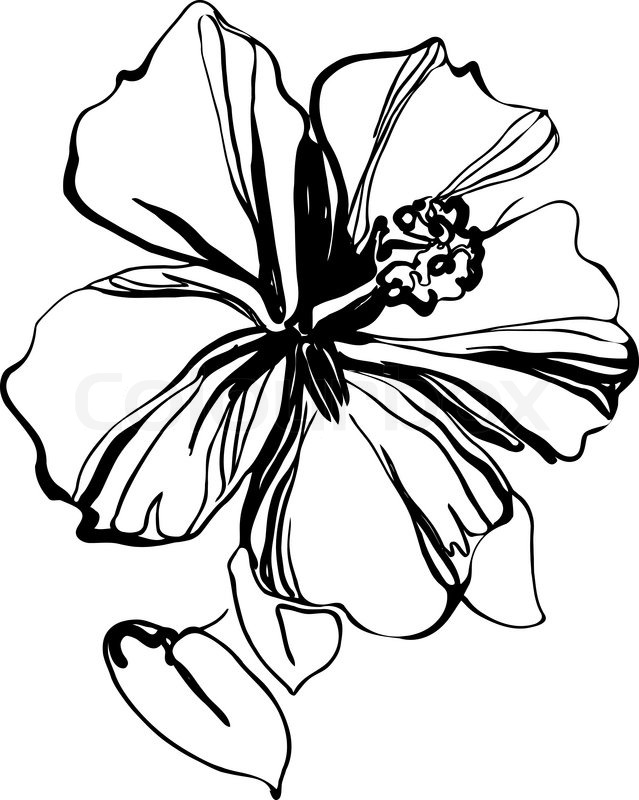 639x800 Hibiscus Black And White Sketch Drawing A Houseplant Stock - Hibiscus Sketch