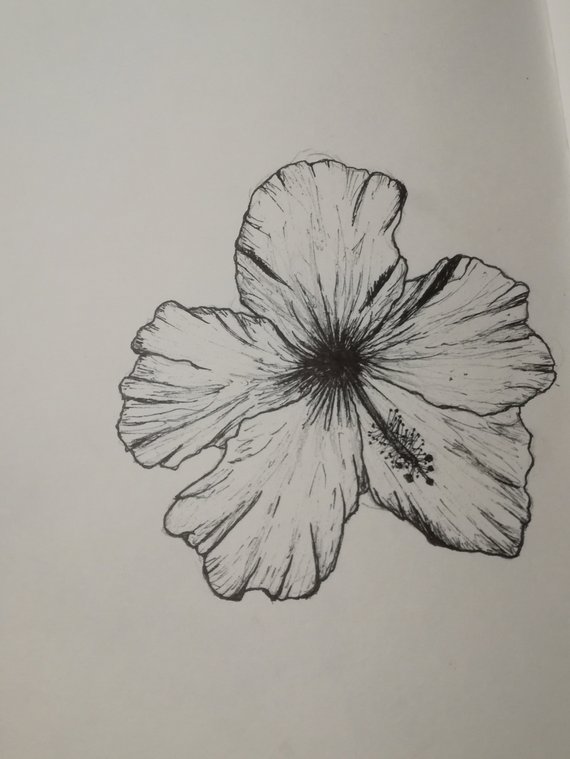 570x759 Hibiscus Drawing In Pen Etsy - Hibiscus Sketch