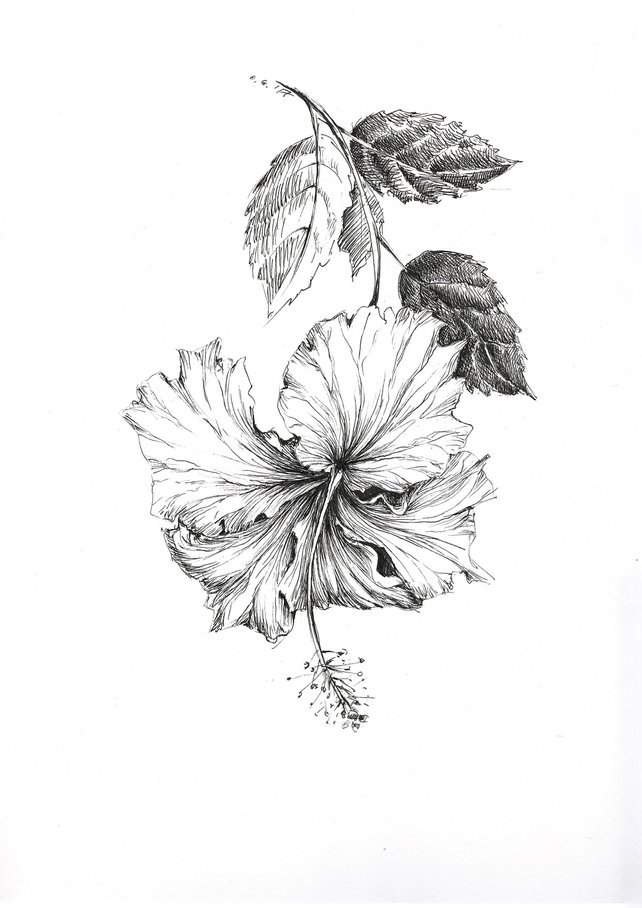 642x908 Hibiscus Drawing Original Botanical Art Floral Illustration Etsy - Hibiscus Sketch