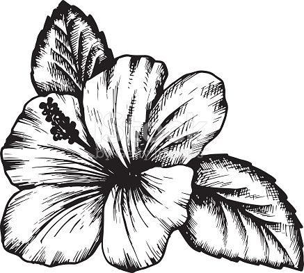 437x393 Image Result For Hibiscus Drawing Ink Amp Piercings. - Hibiscus Sketch