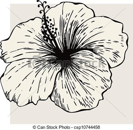 450x441 Jamaica Clipart Hibiscus Drawing - Hibiscus Sketch