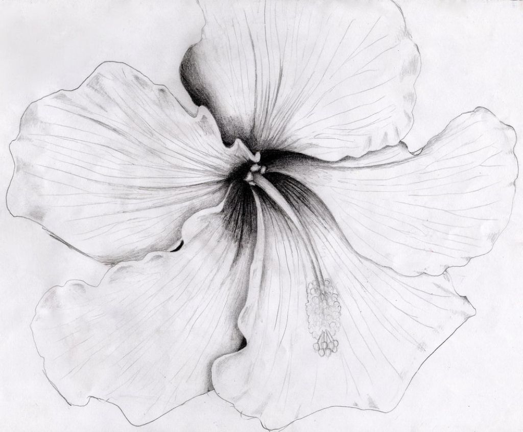 1024x847 Pencil Drawing Hibiscus Flower Pencil Drawings Of Hibiscus Flowers - Hibiscus Sketch
