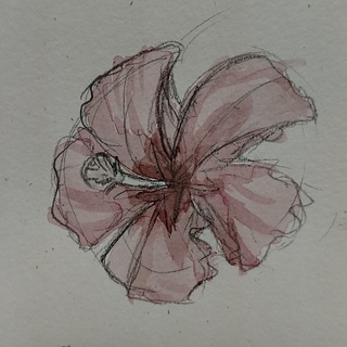 320x320 Hibiscus I Guess - Hibiscus Sketch