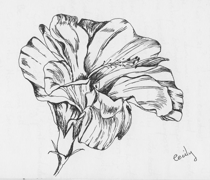 736x632 Drawn Hibiscus Sketch - Hibiscus Sketch