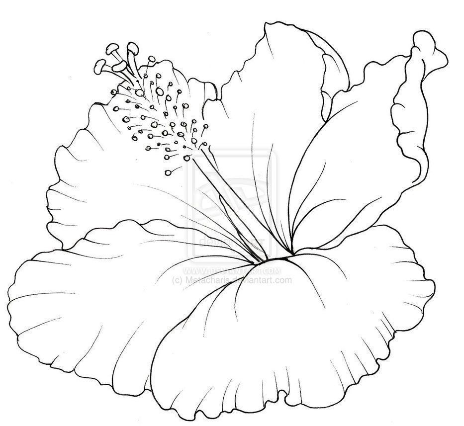 933x857 Hibiscus Flower Drawing Tatto Flower Drawings Hibiscus Flower - Hibiscus Tattoo Sketch
