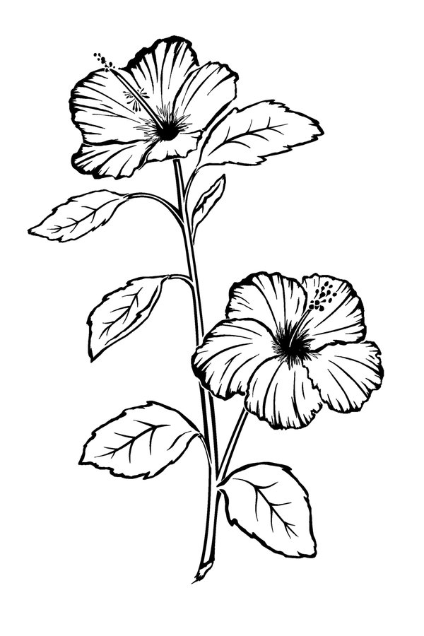 600x900 Hibiscus Flower Tattoo By Sparkycom - Hibiscus Tattoo Sketch